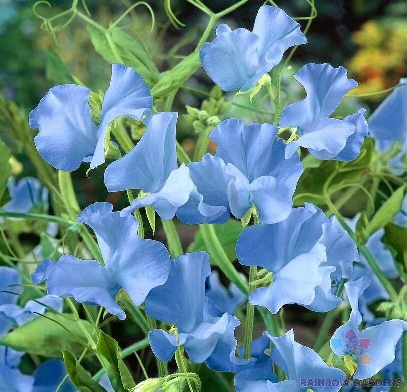 Cheshire Blue Sweet Pea Seeds - 50+ Count - Lathyrus odoratus - Heirloom Garden Seeds - Non-GMO - USA Shipping