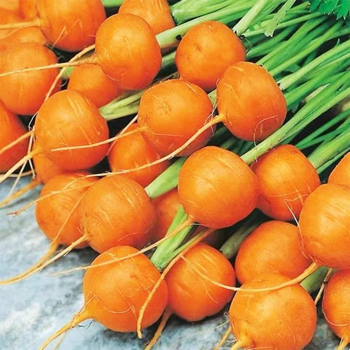 Round Parisian Carrot Seeds | 100+ Heirloom Non-GMO Vegetable Seeds | Daucus carota subsp. sativus | Compact & Sweet Flavor