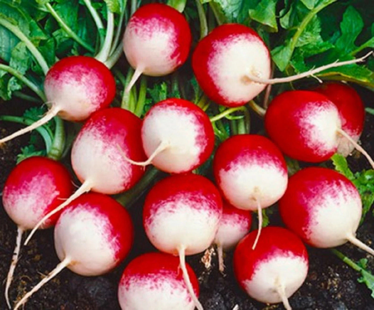 Sparkler Radish Seeds 200+ Non-GMO Fast-Growing Variety Raphanus sativus for Garden & Container Planting