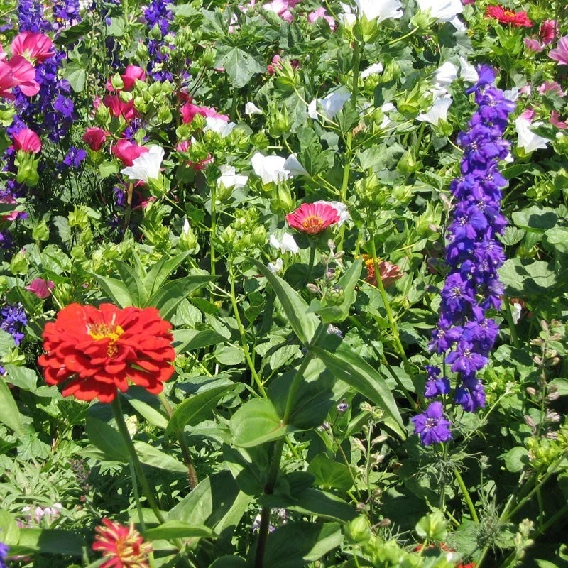 Hummingbird Wildflower Seeds Mix - Non-GMO Pollinator Seed Blend - Fresh Wildflower Mix for Gardens (Various Species)