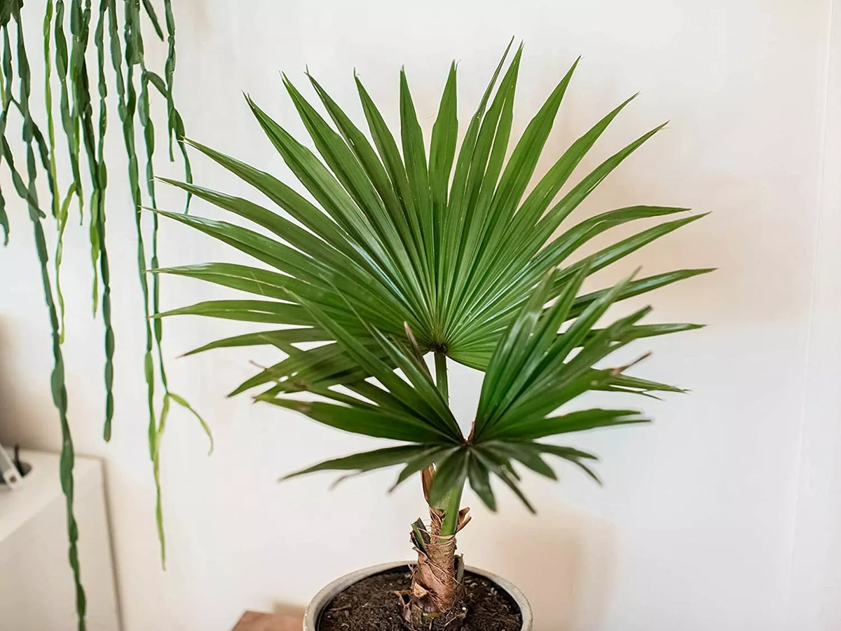 Fan Palm Bonsai Tree Seeds - 10 Pack for Planting - Livistona chinensis - Tropical Indoor/Outdoor Gardening
