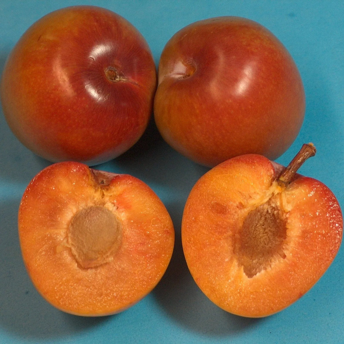 Elephant Heart Plum Tree Cutting 4" Grafting Scionwood - Prunus domestica - Premium Grafting Wood for Fruit Orchard