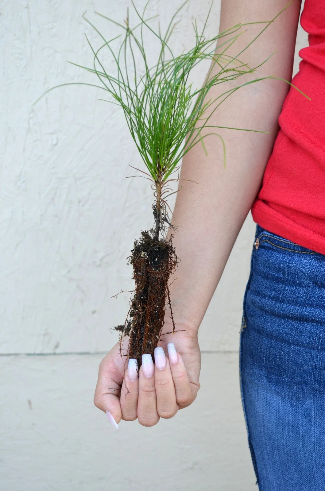 Red Pine Seedling - 3 to 5+ Inches - Pinus resinosa - Healthy Tree for Landscaping & Reforestation