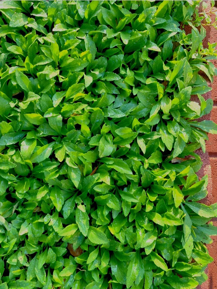 Organic Indian Aster Bare Root Plants - Kalimeris indica - 30+ Purple and White Flowering Herbs for Gardens and Landscaping