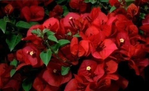 Bougainvillea Starter Plant - Small San Diego Red - Rare Bougainvillea spp. - Well-Rooted 4-Inch Pot