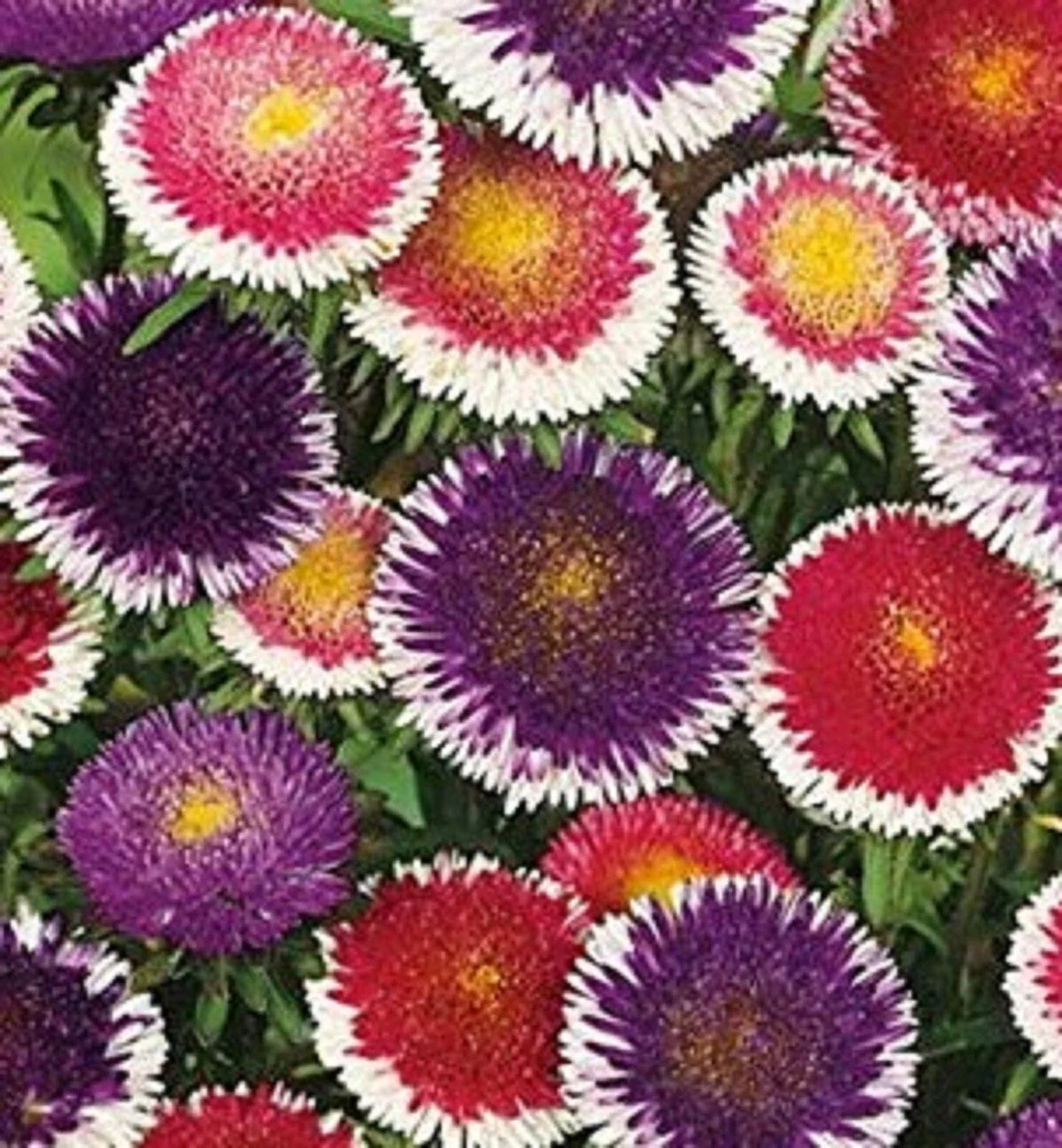 Aster Seeds 200 Count Pompon Hi-No-Maru Mix - Aster amellus - Vibrant Colorful Blooms for Garden & Cut Flowers