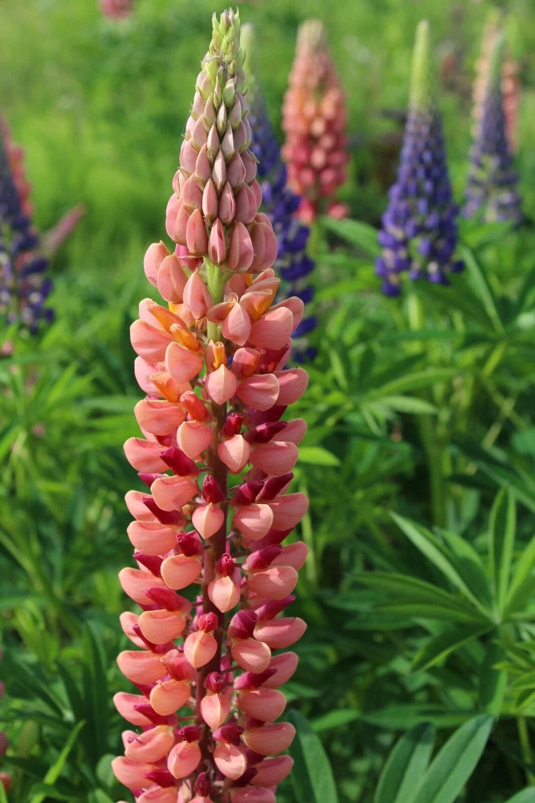 25 Pink Peach Lupine Seeds | Perennial Flower Seeds | Hardy Lupinus polyphyllus | US Seller