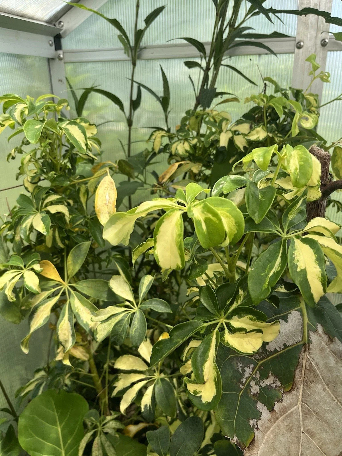 Variegated Schefflera Arboricola Cuttings - 6 Unrooted Tropical Houseplant Shrub - Dwarf Umbrella Tree Decor