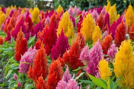 Celosia Pampas Plume Flower Seeds - 190 Count Mixed Colors - Celosia argentea - Vibrant Annual Garden Seeds for Pollinators