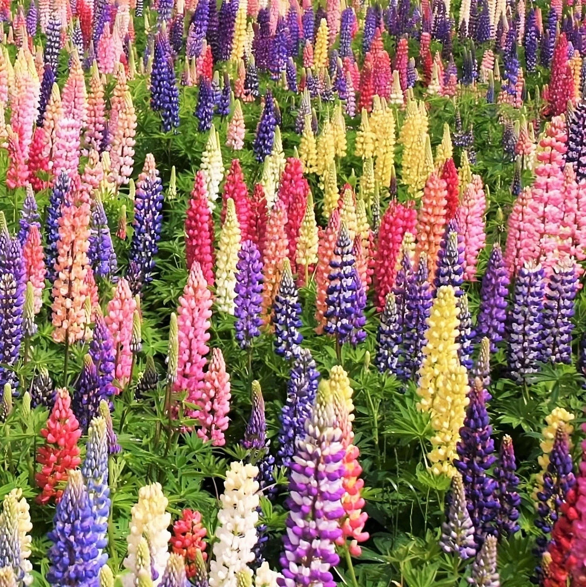 Lupine Seeds Packet - Russell Mix - Rainbow Colors - Lupinus polyphyllus - Perennial Flowers for Garden - 2025 Planting