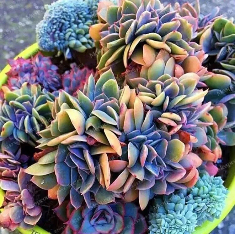 50pcs Japanese Succulent Seeds - Rare Mini Cactus Seeds for Indoor Gardening - Cactaceae - Easy to Grow