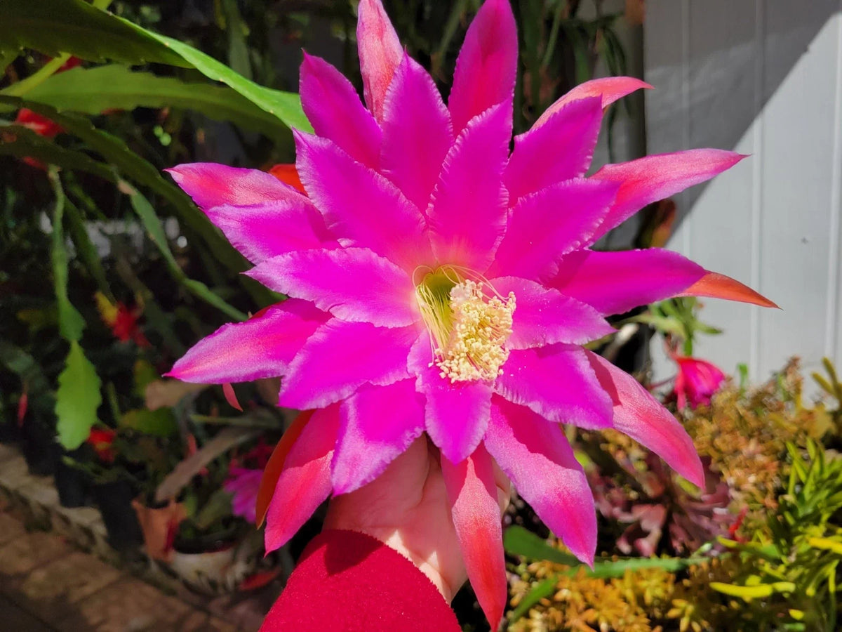 Epiphyllum Cuttings - 8-10 Inch Unrooted Chanteuse Variety - Jungle Cactus (Epiphyllum hybrid) for Easy Propagation
