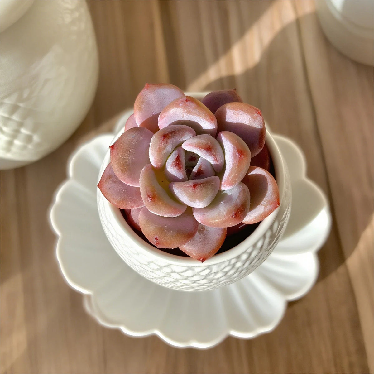 Rare Succulent Plants 2.2" Live Bare Root Assorted Varieties - Perfect Indoor Decor, Unique Gift - Various Species