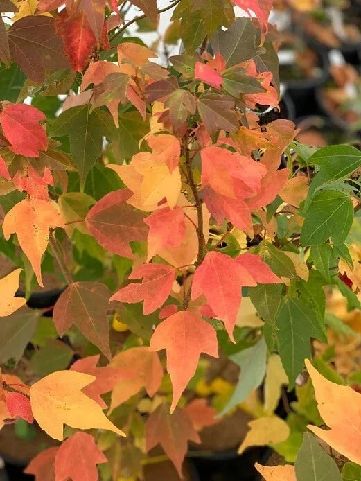 Trident Maple Tree 6-12" Tall in 4" Pot - Deciduous Acer buergerianum - Vibrant Fall Colors for Small Gardens
