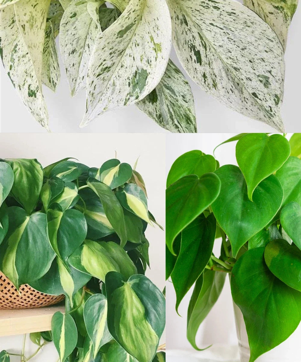 Philodendron Brazil & Heartleaf Cuttings | Marble Queen Pothos | Indoor Plant Propagation | Philodendron hederaceum, Epipremnum aureum