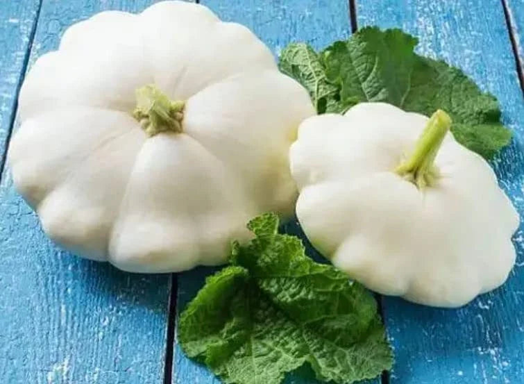 White Scallop Squash Seeds - 10 Seeds - Early White Bush Squash - Cucurbita pepo - Compact, Delicious Summer Vegetable