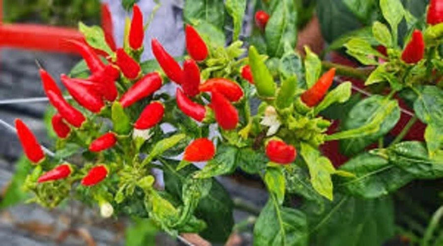 Premium Small Red Chili Pepper Seeds, Capsicum annuum, 5000-20000 Scoville Units for Spicy Cooking and Chili Powder
