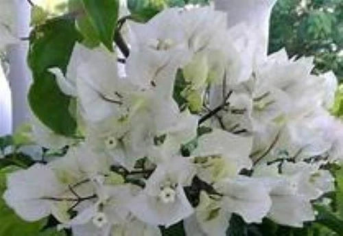 Bougainvillea Starter Plant - Rijnstar White Variety - Well Rooted Plug Plant - Bougainvillea glabra 'Rijnstar White'