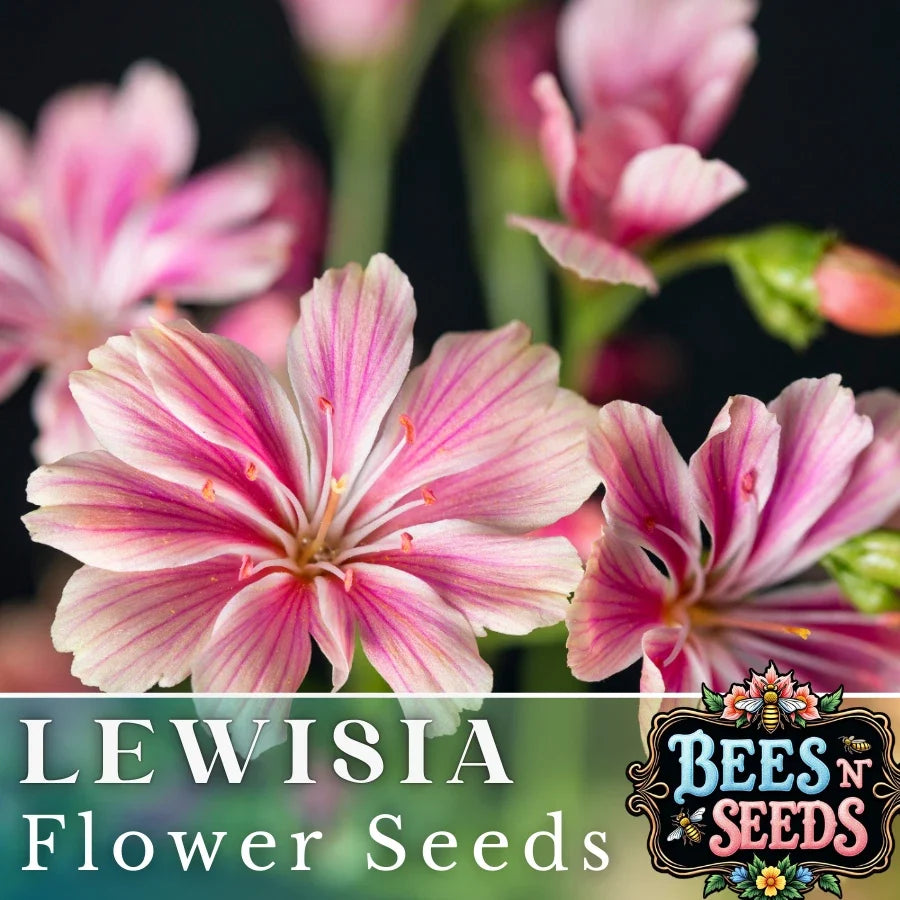 Plum Lewisia Seeds - 35 or 100 Non-GMO Flower Seeds for Garden - Lewisia cotyledon - Colorful Perennial for Rock Gardens