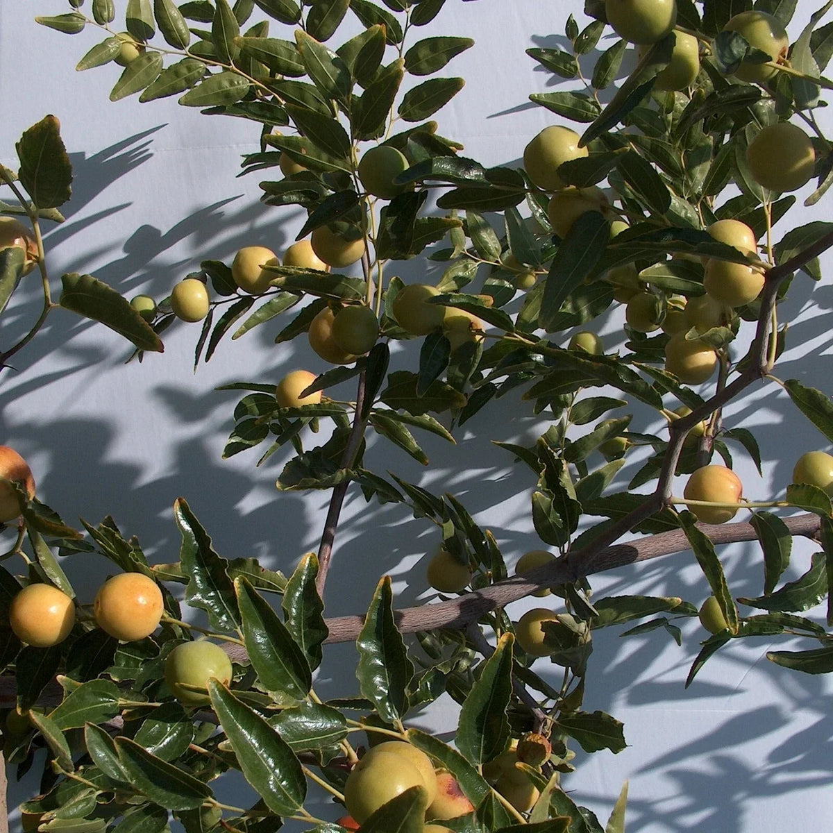 Honey Jar Jujube Tree Scion Wood 8" Thin Cutting for Propagation (Ziziphus jujuba) - No-Root Graft for Home Gardening