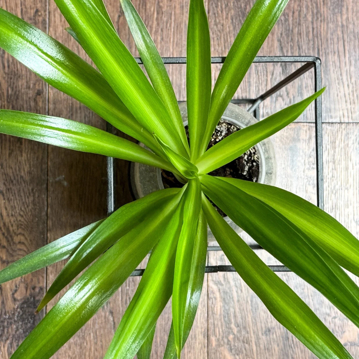 Solid Green Spider Plant Pups (3-5") - Chlorophytum Comosum - Fresh Cuttings for Indoor Decor and Air Purifying Plants