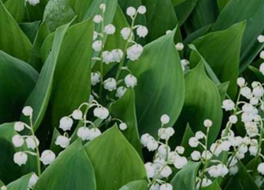 Lily-of-the-Valley Bareroot Plants - May Bells Ground Cover - Convallaria majalis - Hardy Perennial for Shaded Gardens