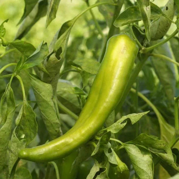 Anaheim Chile Pepper Seeds - Heirloom Green - Capsicum annuum - 2,500 Scoville - Ideal for 2025 Planting - 20 Seeds Per Packet
