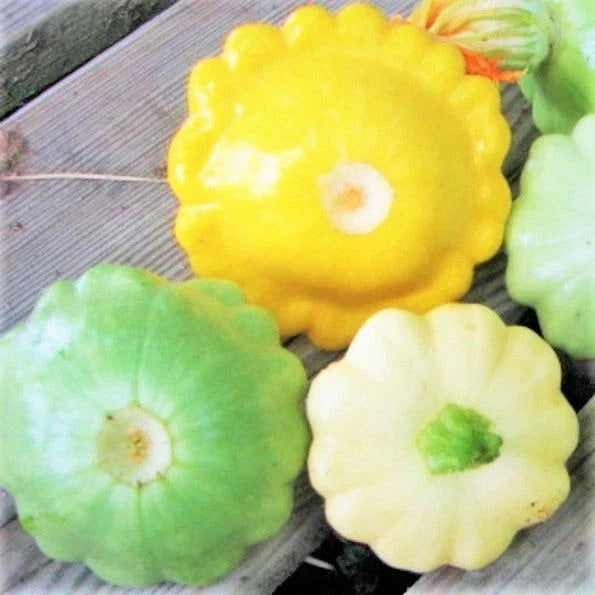 Patty Pan Squash Seeds - 30+ Count 3 Color Mix - Bush Scallop Squash - Cucurbita pepo - Non-GMO Organic Gardening Seeds