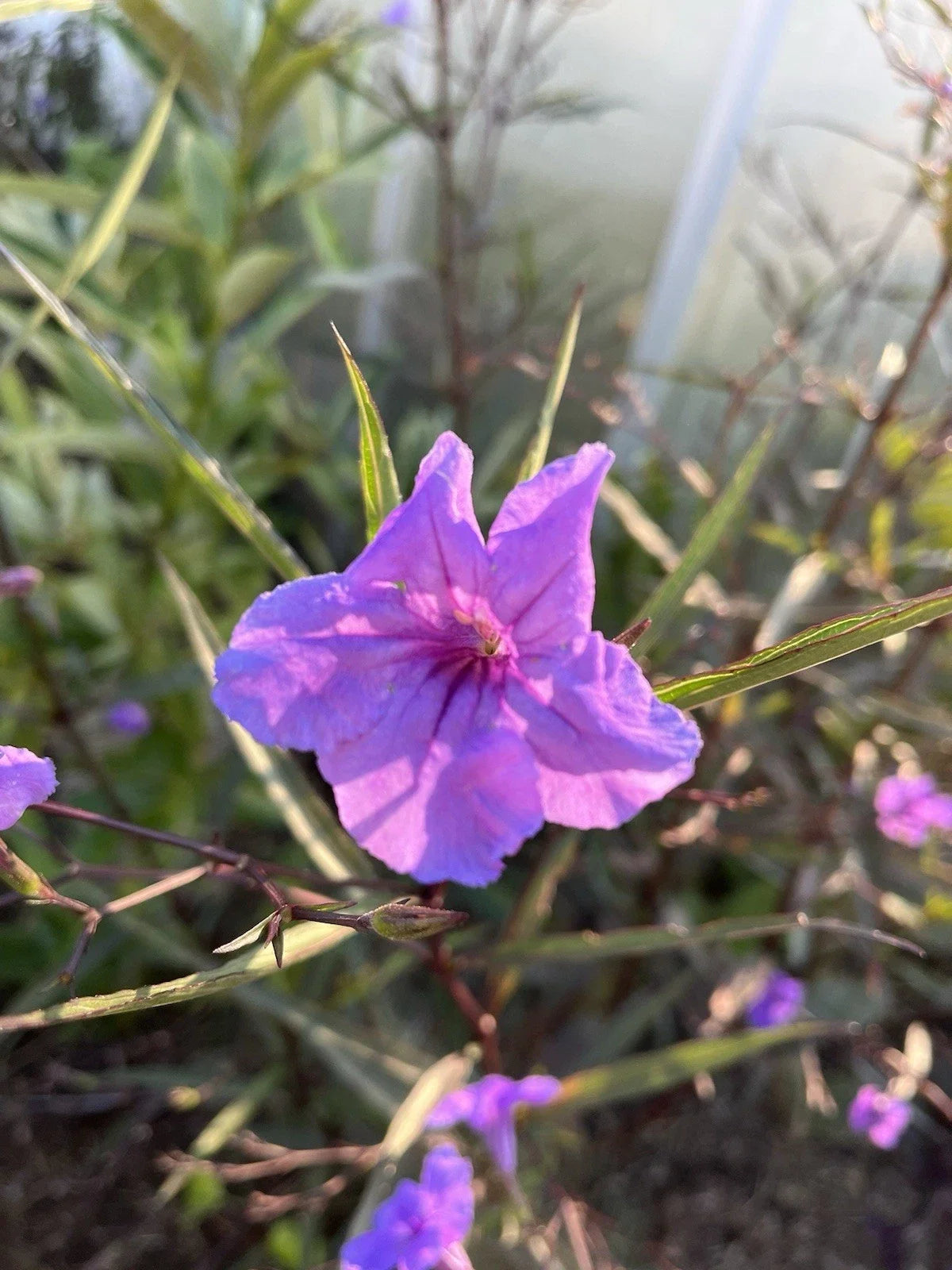 Flowering Mexican Petunia Cuttings - 12 Unrooted Stems - Ruellia simplex - Hardy, Easy-to-Grow Purple Perennial Plants