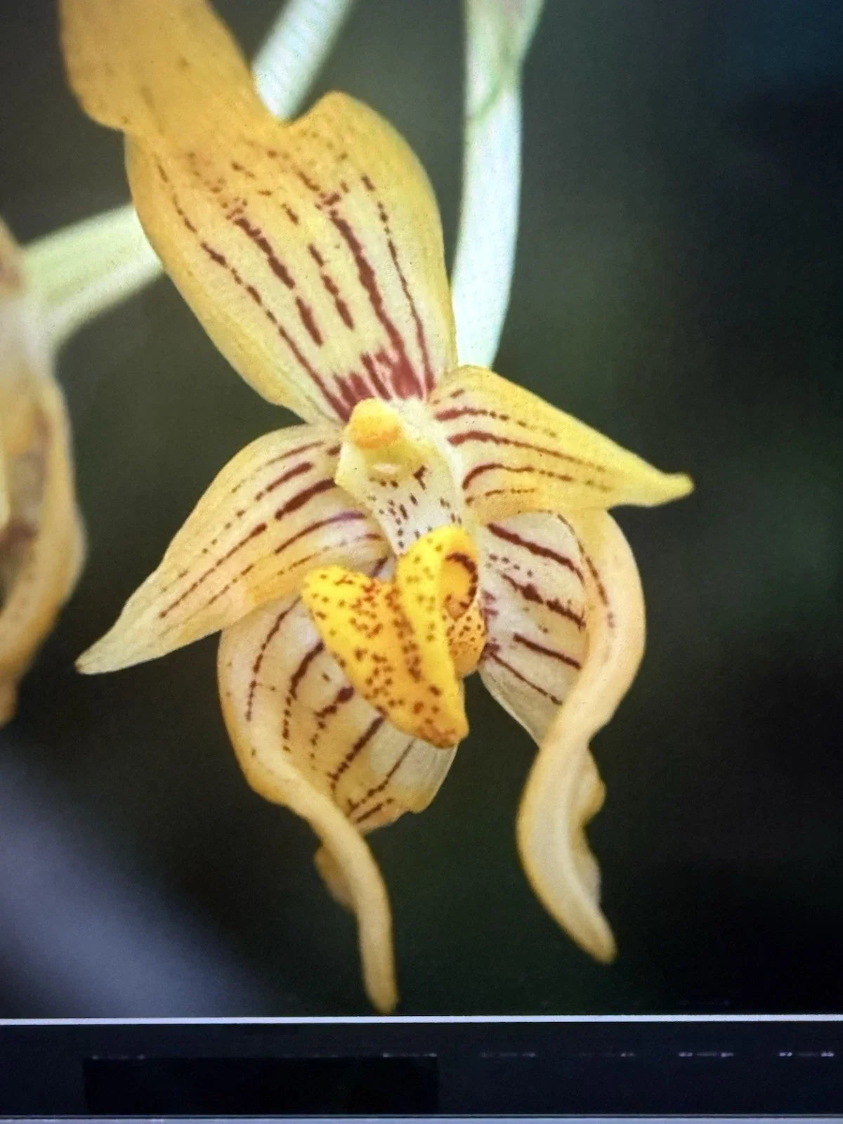Orchid Plant Bulb 2 Inch Pot Arvogelli Variety Orchidaceae for Home Decor Indoor Gardening Exotic Flower