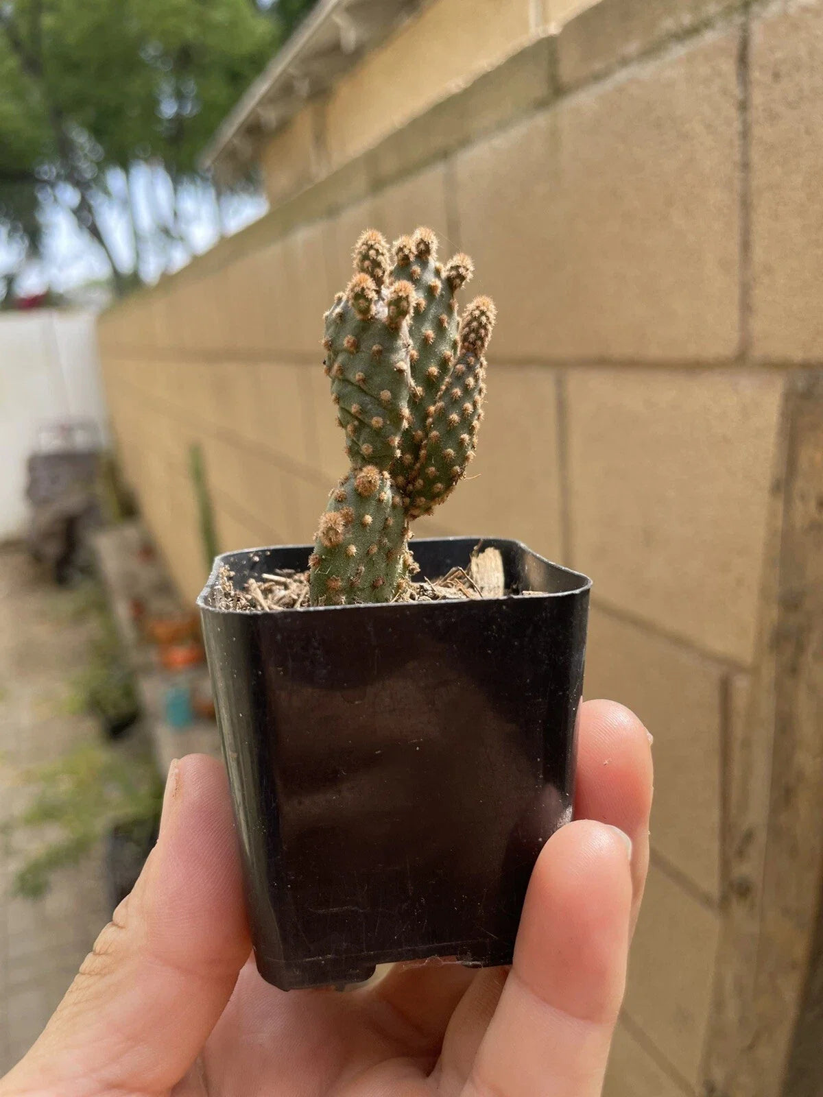 Cactus Plant 2" Opuntia Cinnamon Red Bunny Ears Microdasys Rufida - Compact, Low Maintenance Indoor Outdoor Decor