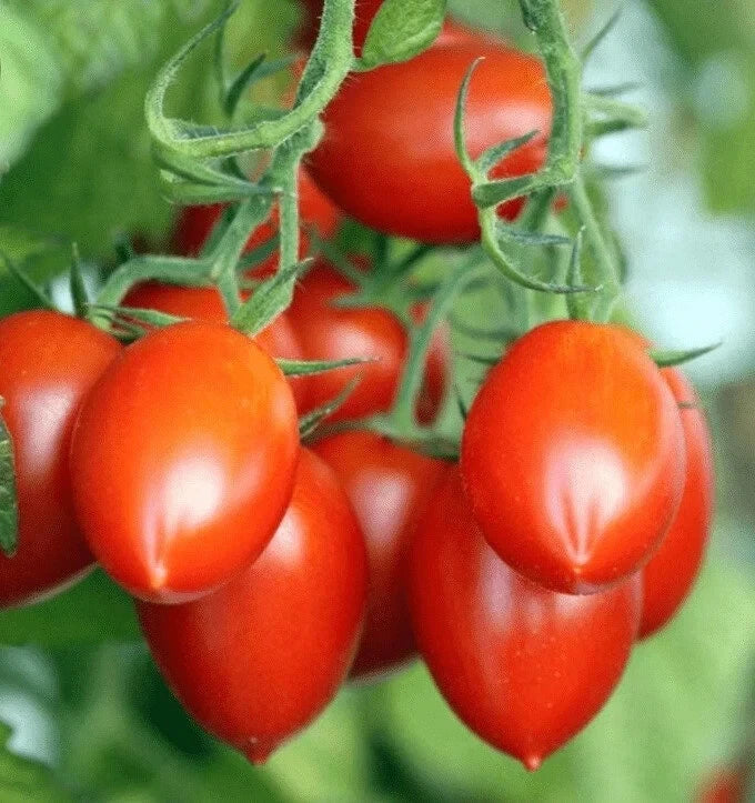 Organic Roma Tomato Seeds, 100 Count, USA Grown, Solanum lycopersicum, Ideal for Home Gardens
