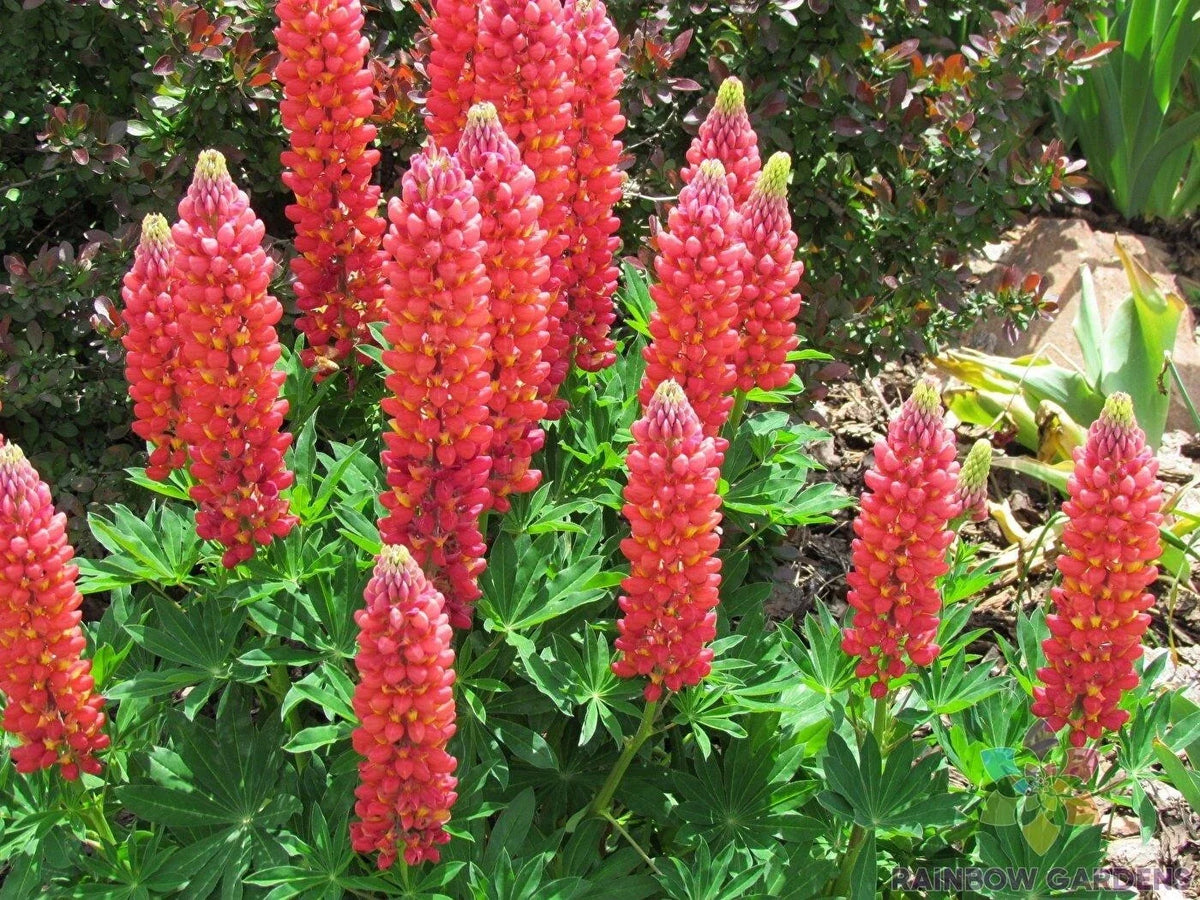 Red Arrow Lupine Seeds - 25+ Pack - Lupinus polyphyllus - Red Flowering Perennial - Ideal for Garden Planting & Pollinators