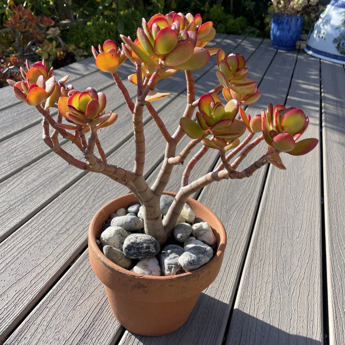 RARE RED AKAI Jade Succulent 12” Bare Root Crassula Ovata Bonsai Tree - Unique Red and Green Foliage for Indoor/Outdoor Garden