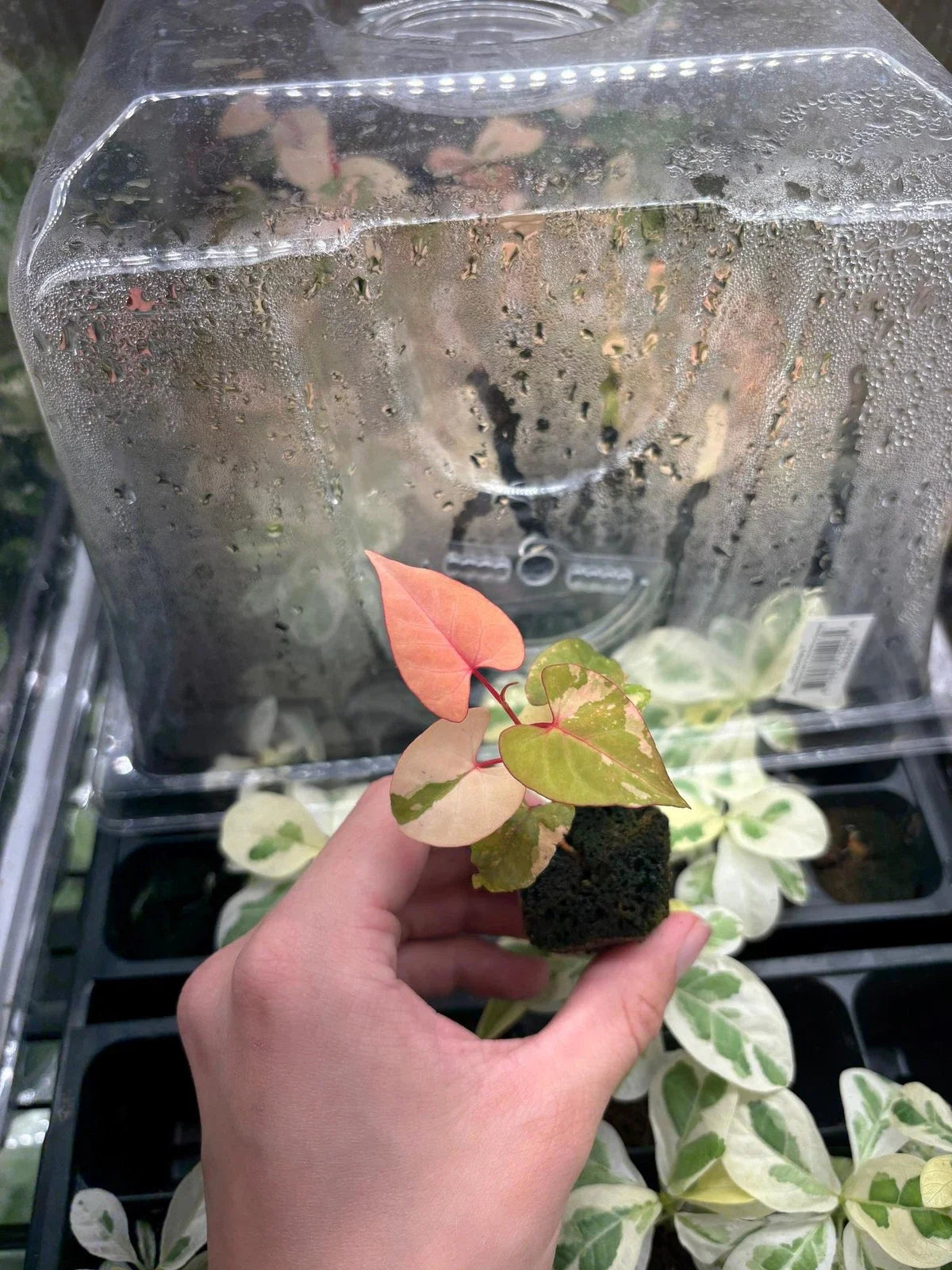 Variegated Fallopia Multiflora Starter Plug - Hardy Ground Cover Plant, Easy Care, Vibrant Foliage, Pollinator Friendly