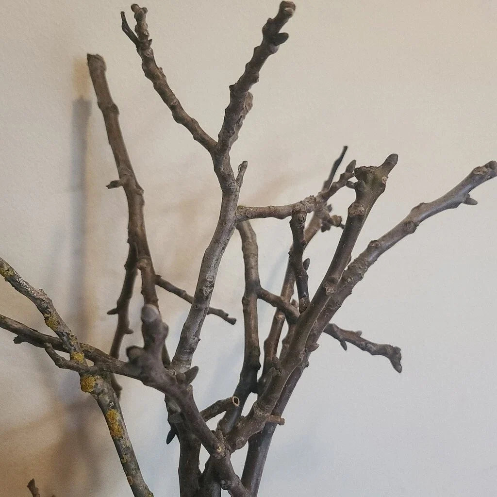 Black Walnut Tree Cuttings - 20 Unrooted Juglans Nigra for Propagation - Ideal for Gardening and Landscaping