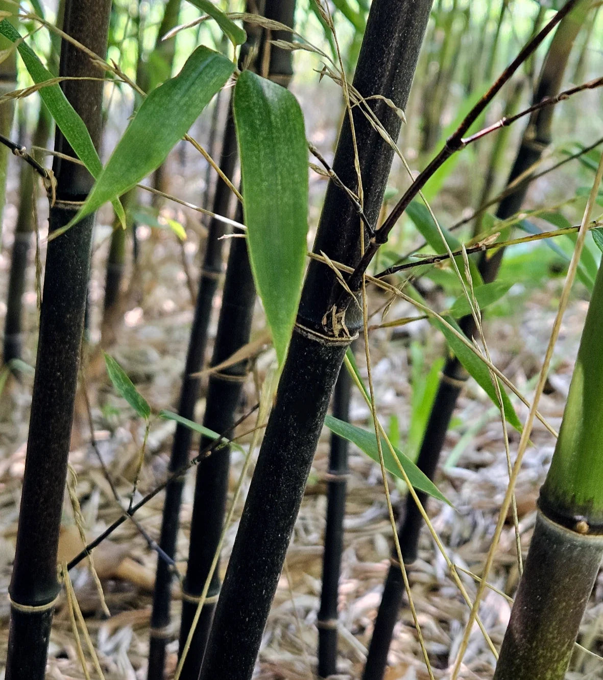 Black Bamboo Rhizomes (3) - Cold-Hardy Evergreen Privacy Screen - Phyllostachys nigra - Fast-Growing Landscape Plant