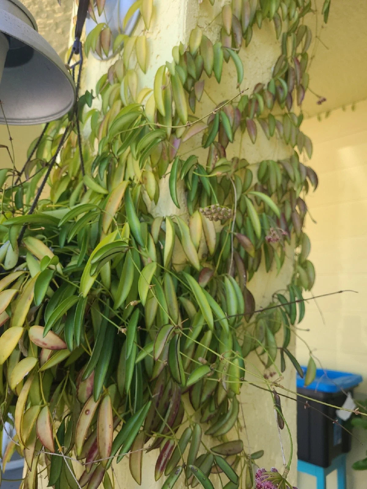 Hoya Wayetii Fresh Cutting 3+ Nodes Tropical Plant - Easy Care, Flowering Variety, Hoya wayetii