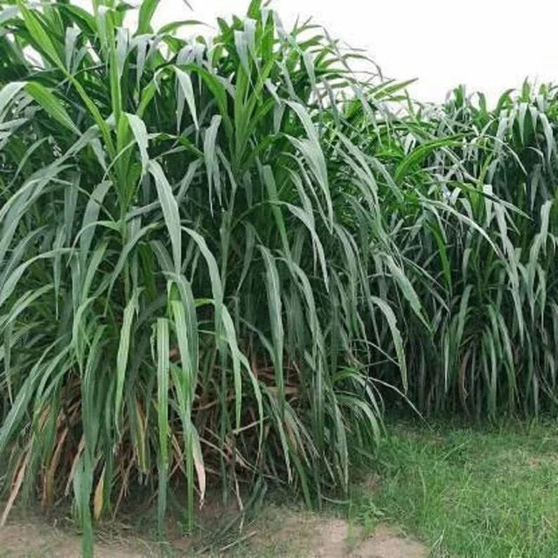 Elephant Grass Seeds - 30 Seeds - Pennisetum purpureum - Fast-Growing Tropical Grass for Privacy Hedges & Ornamental Use