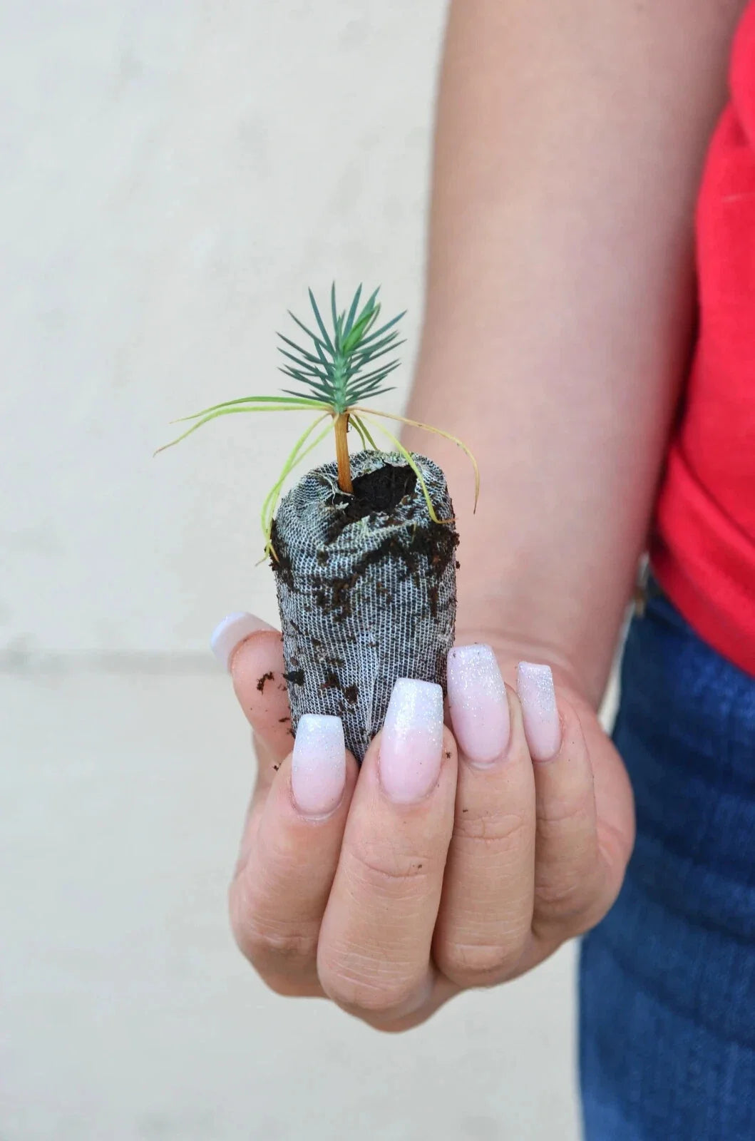 Pinyon Pine Starter Plugs - Drought-Tolerant Evergreen Trees - Pinus edulis - Ideal for Landscaping and Wildlife