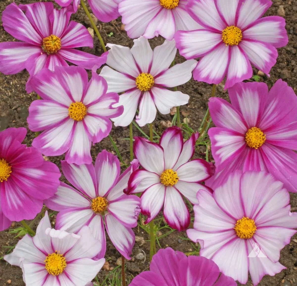 Cosmos Candystripe Seeds 100 Ct - Pink and White Striped Flowers - Cosmos bipinnatus - Butterfly Attracting Garden Seeds