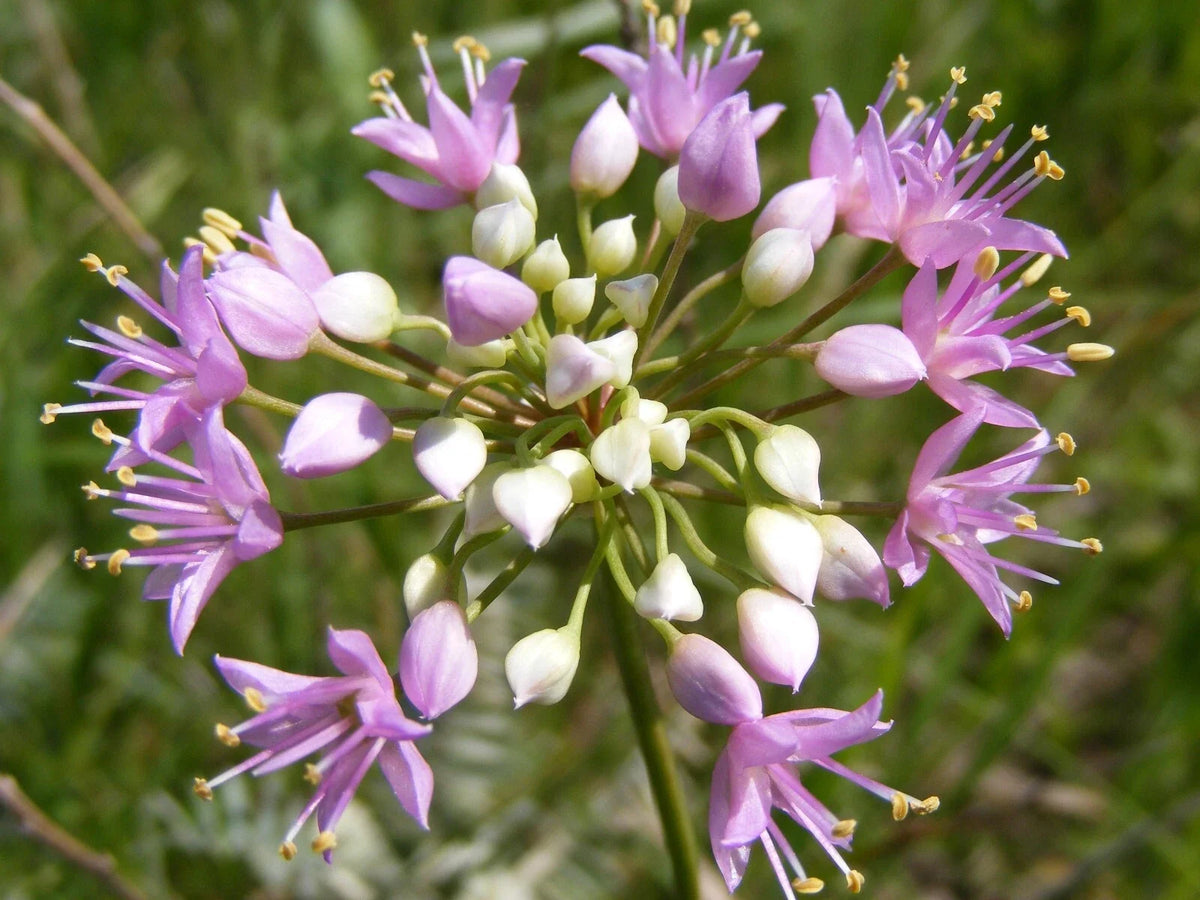 Prairie Onion Seeds - Bulk Non-GMO Heirloom Mustard - Allium canadense - Ideal for Culinary Gardens