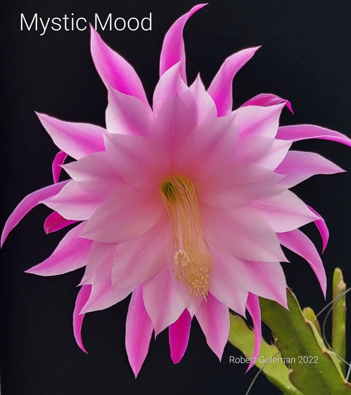 Epiphyllum 'Mystic Mood' Unrooted Cutting - Rare Orchid Cactus - Exotic Houseplant for Propagation - Perfect for Collectors