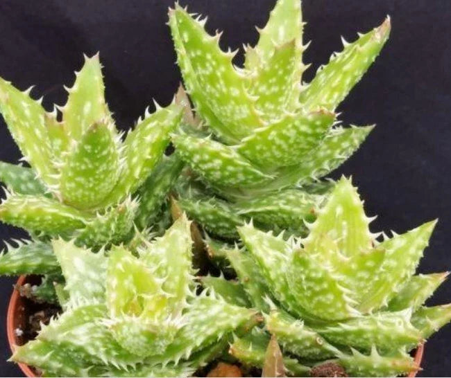 Aloe Juvenna Alligator Jaws 4" Live Rooted Succulent Plant - Unique Green Ornamental Aloe, Easy Care Indoor Decor