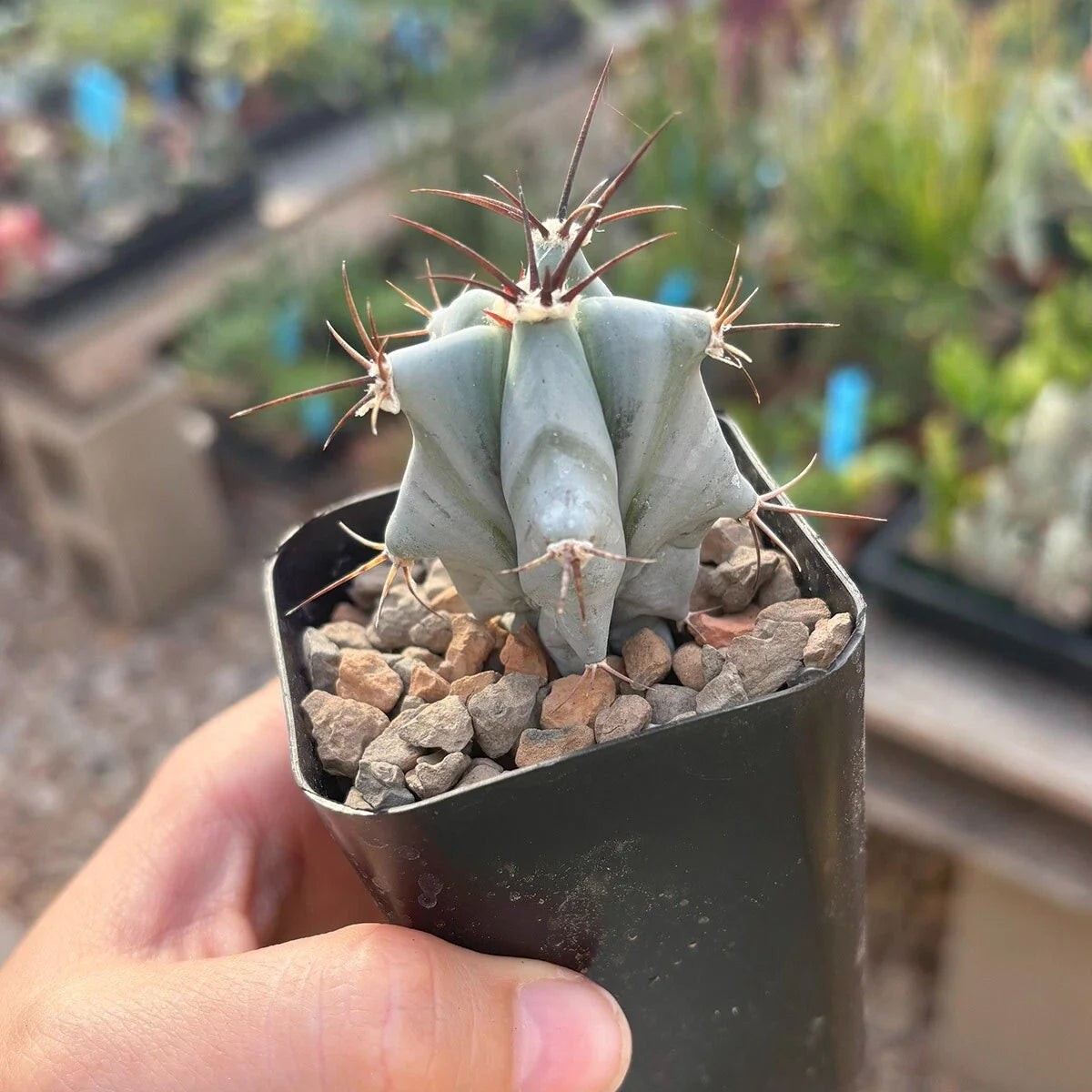 Live Rooted Cactus - Large Echinocactus ingens - Green Barrel Cactus - Easy Care Succulent Plant for Indoor/Outdoor Garden