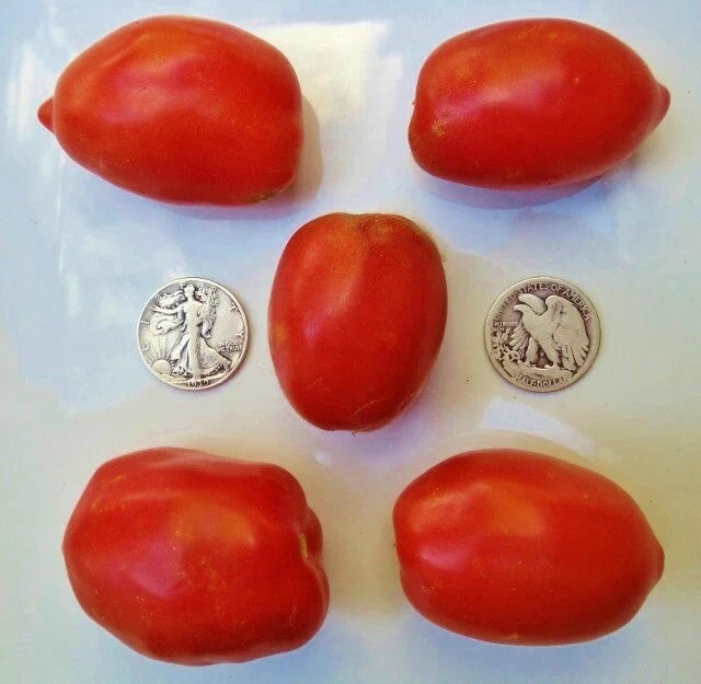 Amish Paste Tomato Seeds - 25 Count - Heirloom Variety for Sauces - Solanum lycopersicum - Non-GMO, High Yield