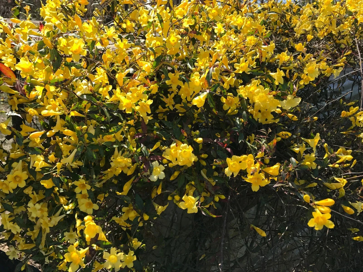 Yellow Carolina Jasmine Live Plants - 6 Starter Vines with Roots - Gelsemium sempervirens - Climbing Vines for Garden Decor