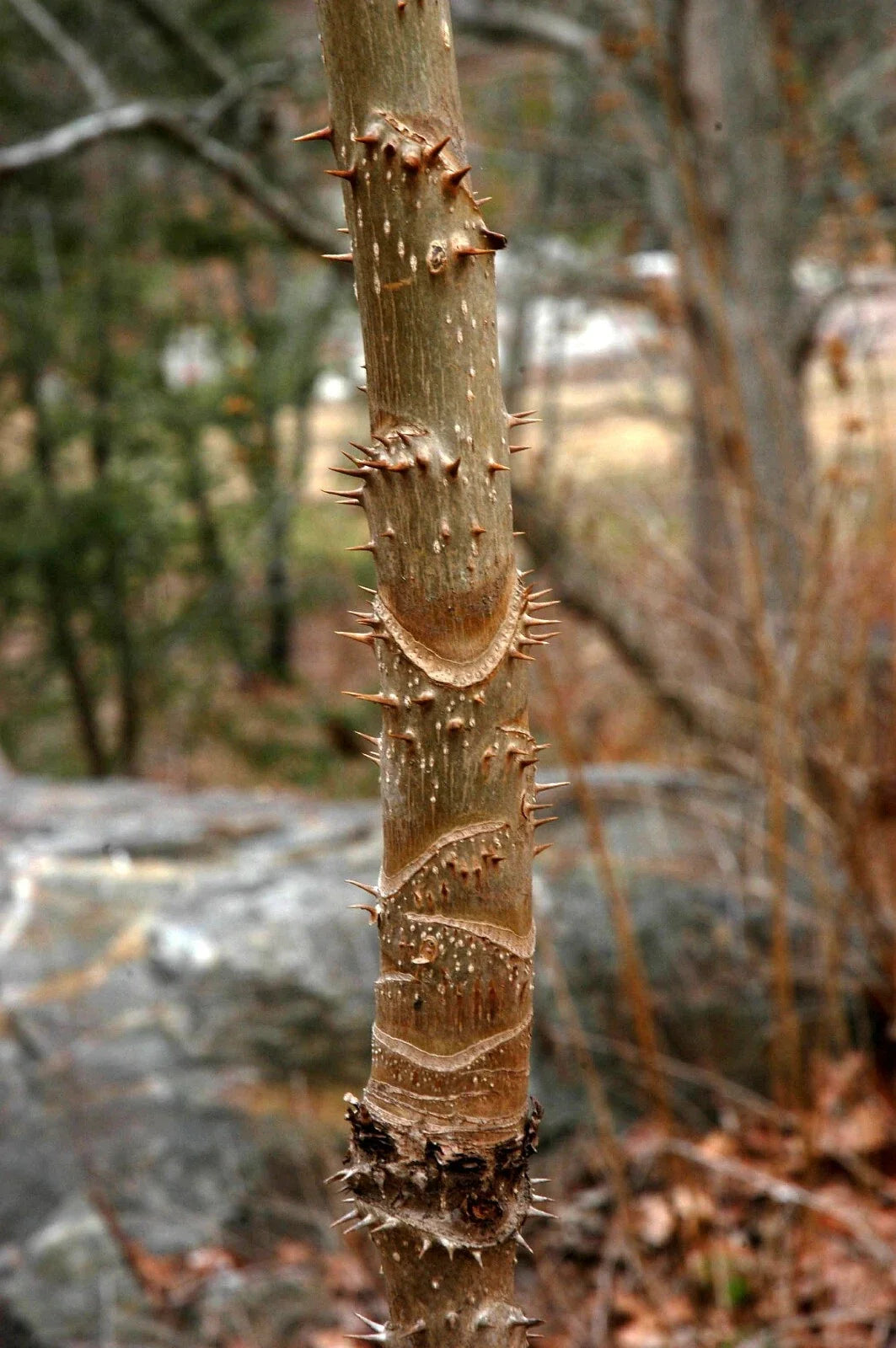 Devil's Walking Stick Seeds - 30 Pack, Aralia spinosa, Hardy Perennial Medicinal Herb for Wildlife Gardens