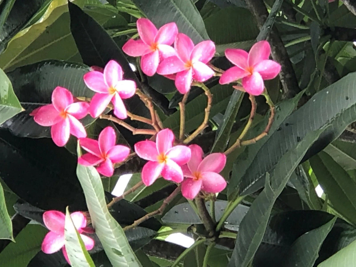 Plumeria Plant 6"-10" Miami Rose Pink Flowers Large Fragrant Frangipani (Plumeria rubra) - Tropical Garden Accent