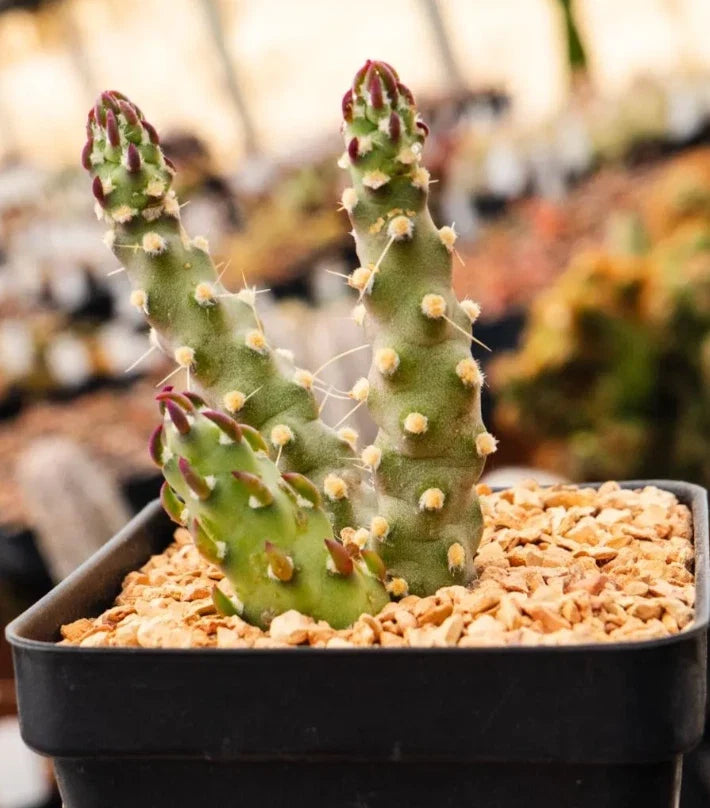Austrocylindropuntia Verschaffeltii Cactus Succulent Plant - 2 Inch Drought-Tolerant Houseplant for Indoor Garden Decor